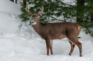 Wall Mural - Large buck whitetailed deer stood in snow