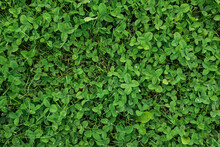 Green Clover And Grass On The Lawn. Texture, Background