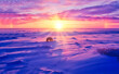 Sunset in Canadian Arctic ith polar bear