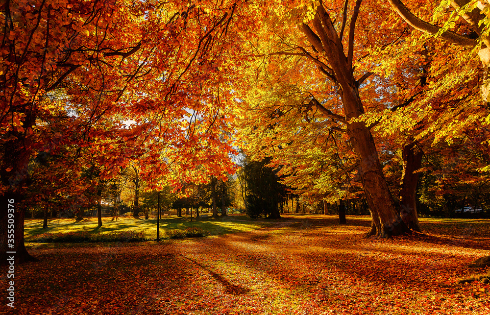 Autumn landscape beautiful colored trees at the park, glowing in sunlight. wonderful picturesque background. color in nature. gorgeous view. Amazing Nature scenery. - obrazy, fototapety, plakaty 