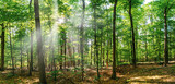 Fototapeta Sypialnia - Silent Forest in spring with beautiful bright sun rays