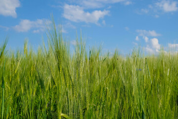 Rye field on a background of blue sky at golden hour in Ukraine. Copy space.