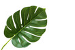 Monstera leaf on a white background. An isolated object. Copy of the space.