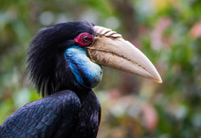 Female Wreathed Hornbill