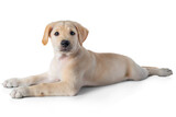 Fototapeta Mapy - Puppy Labrador Retriever dog laying and practice patience while training- isolated on white background