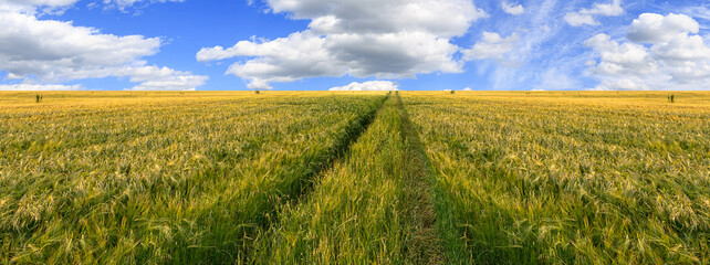 Scenic view of grain field and bright blue sky with cumulus. Rural summer landscape. Beauty nature, agriculture and seasonal harvest time. Panoramic banner.