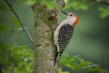 Red-Bellied Woodpecker Bird, Female, Perched On Side Of Tree Trunk With Green Background, Red Head