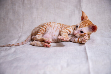 Wall Mural - Cornish Rex kitten on a beige background