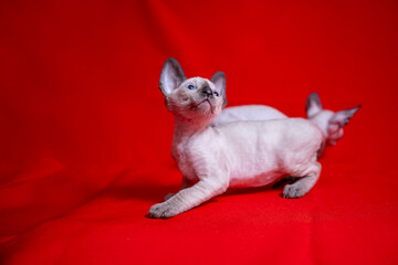 Wall Mural - Cornish Rex kitten on a red background