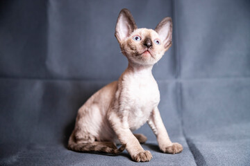 Wall Mural - Cornish Rex kitten on a grey background