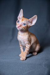 Wall Mural - Cornish Rex kitten on a grey background