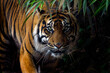 Beautiful Sumatran tiger on the prowl emerging from the shadows