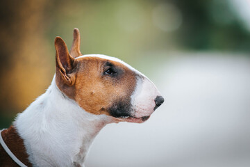 Wall Mural - Bull terrier show dog posing. Dog portrait outside.	