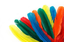 Cluster Of Brightly Colored Feathers Isolated On White Background.