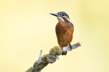 Wall Mural - Common kingfisher (Alcedo atthis), small pretty bird with orange body, blue back and long thin black beak. Bird sitting on branch with overgrown by moss. Diffused orange background. scene from wild.