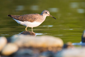 Wall Mural - Green sandpiper (Tringa ochropus), small shorebird, standing in water and looking for some meal, evening light from right side of photo, green diffuse background, brown foreground consist of stones.