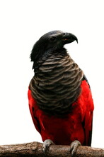 Pesquet's Parrot, Psittrichas Fulgidus, Isolated On White. Also Known As Vulturine Parrot. Rare Endemic Bird From New Guinea. Portrait Of Black And Red Bird With Hooked Beak Perched On Branch.