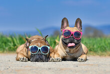 Adorable Cute Happy French Bulldog Dogs Wearing Sunglasses In Summer In Front Of Meadow And Blue Sky On Hot Day