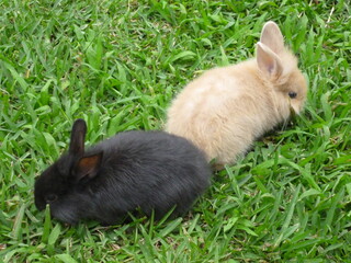 rabbit in the grass