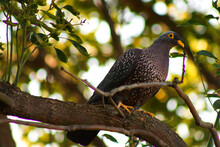 African Olive Pigeon Or Rameron Pigeon Is A Pigeon Which Is A Resident Breeding Bird In Much Of Eastern And Southern Africa From Ethiopia To The Cape.