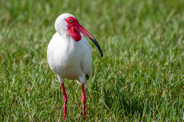 Wall Mural - Breeding ibis standing in the grass