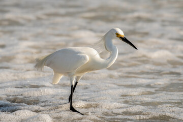 Wall Mural - Snowy egret fishing in the waves - Gulf of Mexico