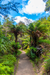 Forest path at Abel Tasman national park in New Zealand