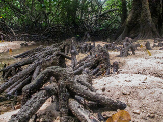 Flora and fauna found at mangrove area located at Tioman island, Malaysia