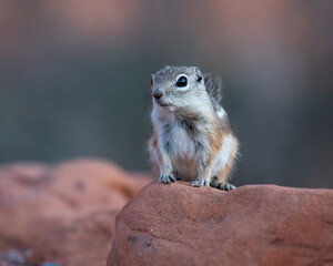 Harris's Antelope Squirrel perched on a red rock at Valley of Fire State Park.