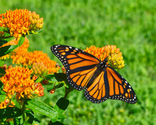 Monarch Butterfly (Danaus Plexippus) Feeding On The Nectar Of Butterfly Weed (Asclepias Tuberosa). Close Up. Copy Space.