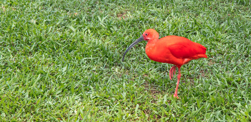 Canvas Print - Close up de ave guará (Eudocimus ruber)