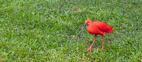 Poster - Ave Guará na grama verde (Eudocimus ruber)