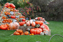 Pumpkins Display Free Stock Photo - Public Domain Pictures