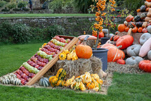 Pumpkin And Vegetables Display On The Harvest Festival. Concept Of Halloween, Autumn Symbol, Pumpkins For Decoration, Unusual Vegetable Competition, Vitamin And Healthy Eating