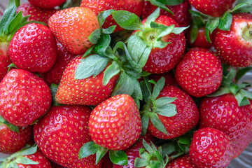 Home grown strawberries. Fresh, juicy and ecologically clean