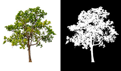 Poster - isolated tree on white background with clipping path