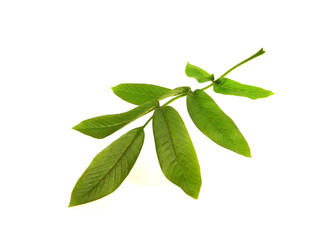 walnut leaves isolated on white background