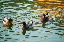 Ducks Swimming On Green Water Lake. Green Water Background