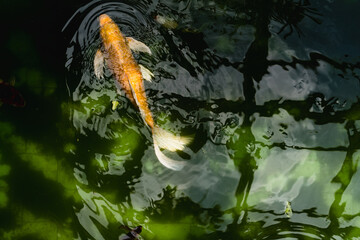 Wall Mural - High Angle View Of Koi Carp Swimming In Pond