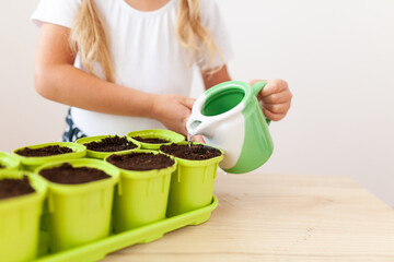 Wall Mural - Little girl in a white T-shirt plants pea seeds in green pots, a child cares for plants, a home garden on the window