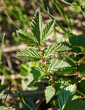 Young leaves Filipendula ulmaria
