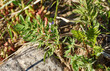 Young leaves Anthriscus sylvestris