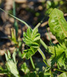 Young leaves Alchemilla vulgaris