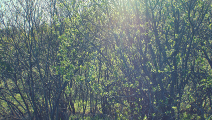  Spring blooming Salix glabra