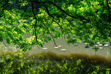 Wall Mural - Des branches au bord de l'étang