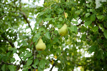 Sticker - Pear closeup in the garden