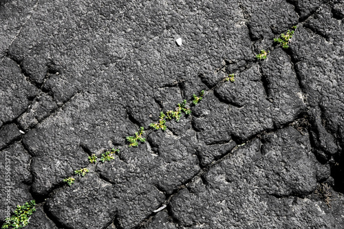 Fotografía texture di roccia spaccata dall'erba che cresce