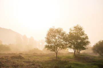 a misty morning, two trees