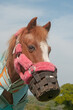 Pony wearing a grazing muzzle to prevent over eating.