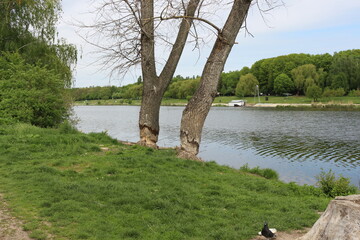 Beavers gnawed two large trees on the lake